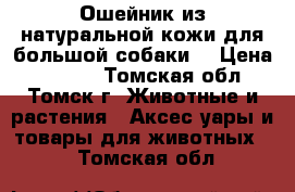  Ошейник из натуральной кожи для большой собаки. › Цена ­ 1 000 - Томская обл., Томск г. Животные и растения » Аксесcуары и товары для животных   . Томская обл.